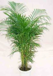 走進花卉世界網(wǎng) 探訪廣東省中山市華彩園藝產(chǎn)品與機械設(shè)備展示