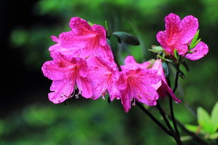 杜鵑花開紅艷艷 當(dāng)傳統(tǒng)花卉與現(xiàn)代機(jī)械相遇